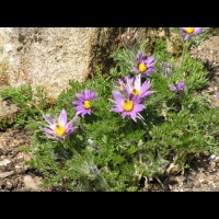 Pulsatilla Zimmermannii (fam. Renonculacees) (Hongrie) (10)
